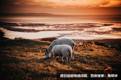 劉玉娥心理咨詢師/傾訴師-溫暖開放、幽默智慧