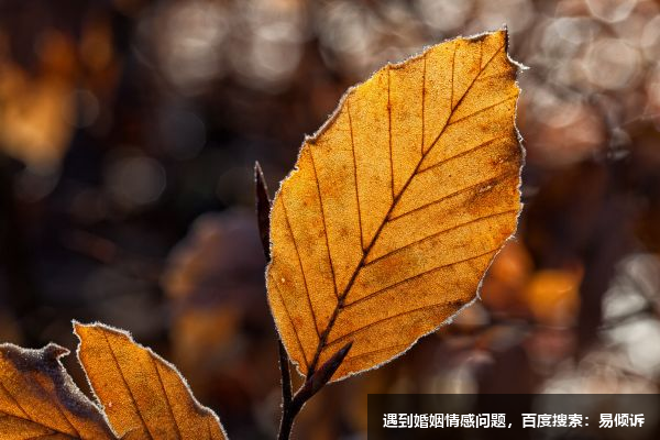 李乃俠心理咨詢師/傾訴師-懂得經(jīng)歷和陪伴