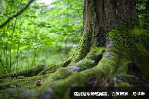 盧忠娟心理咨詢師/傾訴師-溫和堅(jiān)定、耐心包容