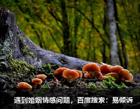 劉苗苗心理咨詢師/傾訴師-不含敵意的堅決、溫暖的抱持
