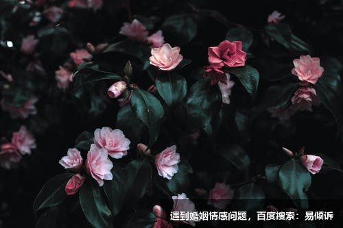 朱鐵玲心理咨詢師/傾訴師-將迎來一段朝著你內(nèi)心方向探索的旅程