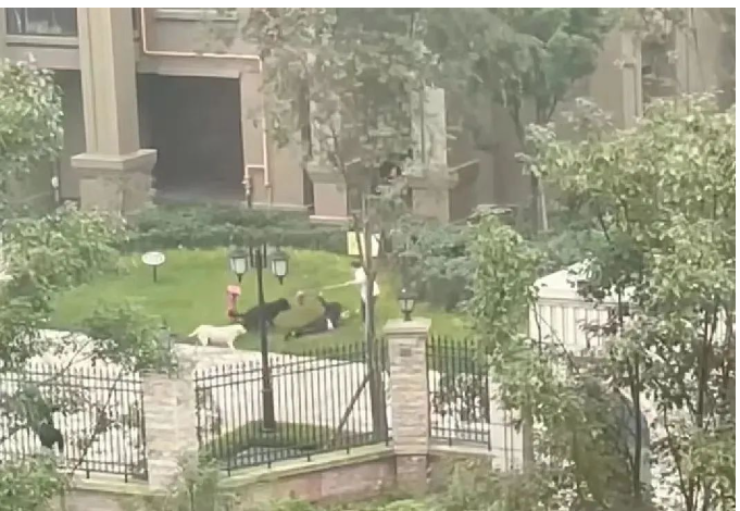 成都女童遭烈犬撕咬事件：必須將狗主人繩之以法！