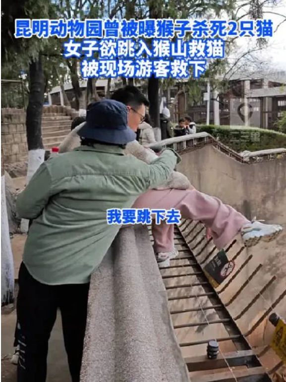昆明“猴子虐貓事件”持續(xù)發(fā)酵，背后需要思考什么？